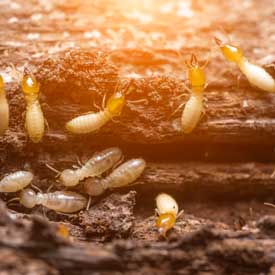 termites in a woodpile
