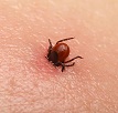 ticks burrows on human skin