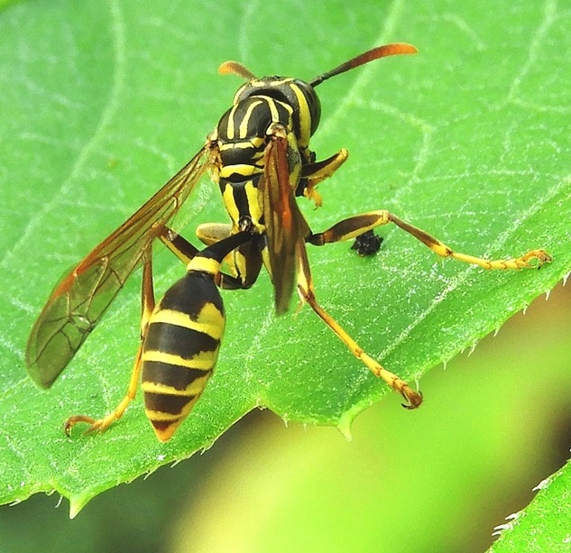 wasp on a green leaf
