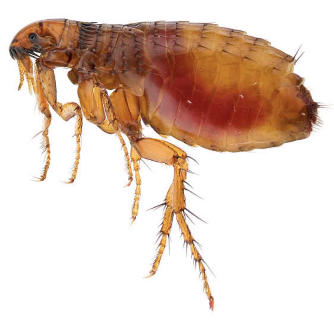 image of flea