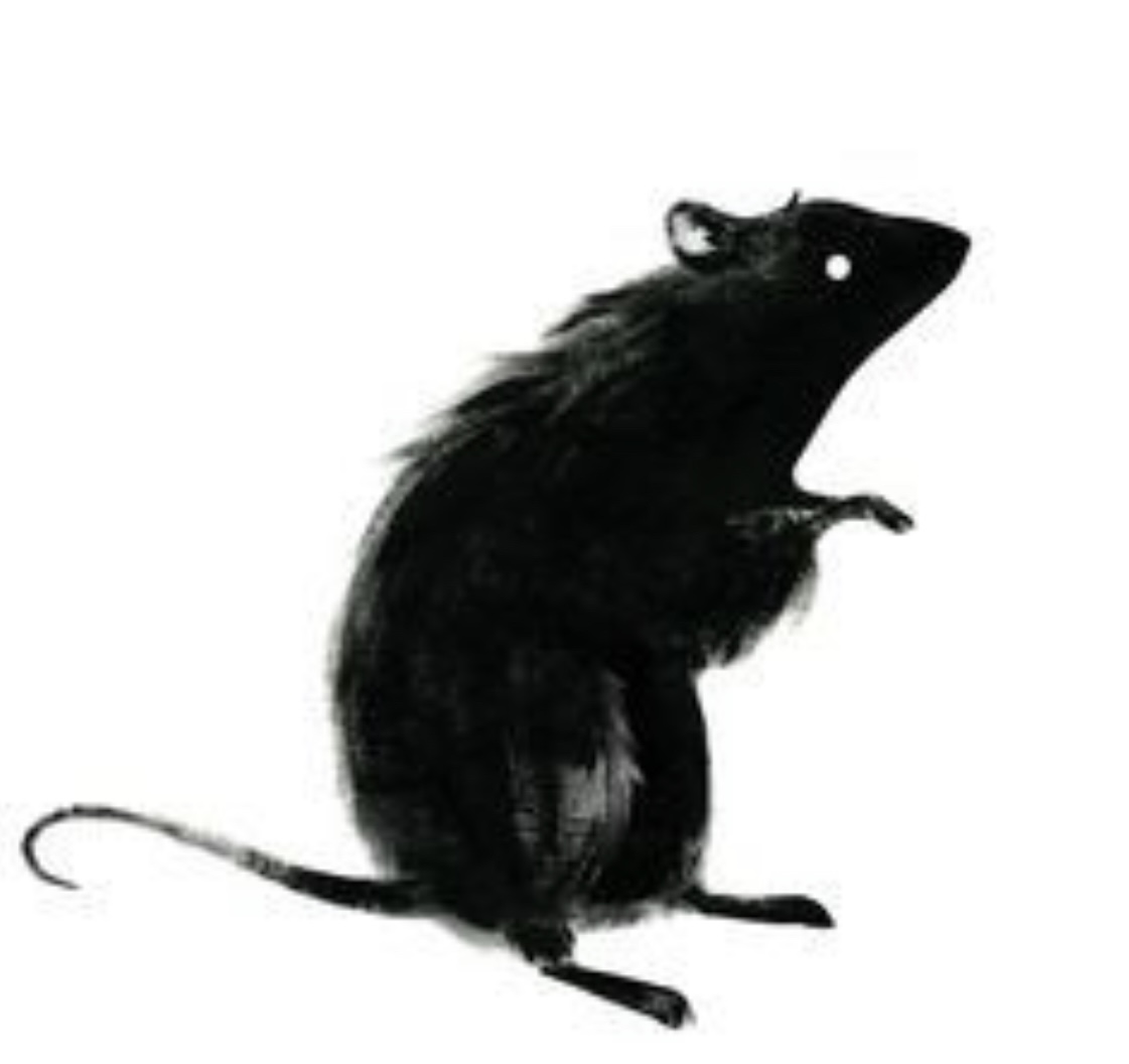 black rat