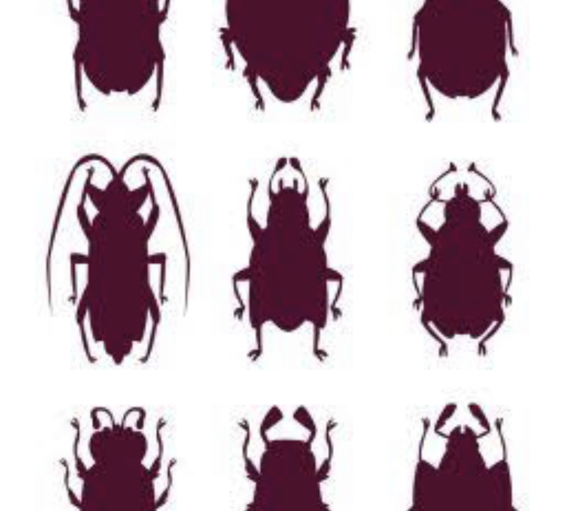 silhouette of pests